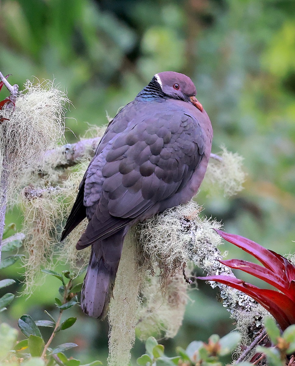 Band-tailed Pigeon - Mandy Talpas -Hawaii Bird Tours