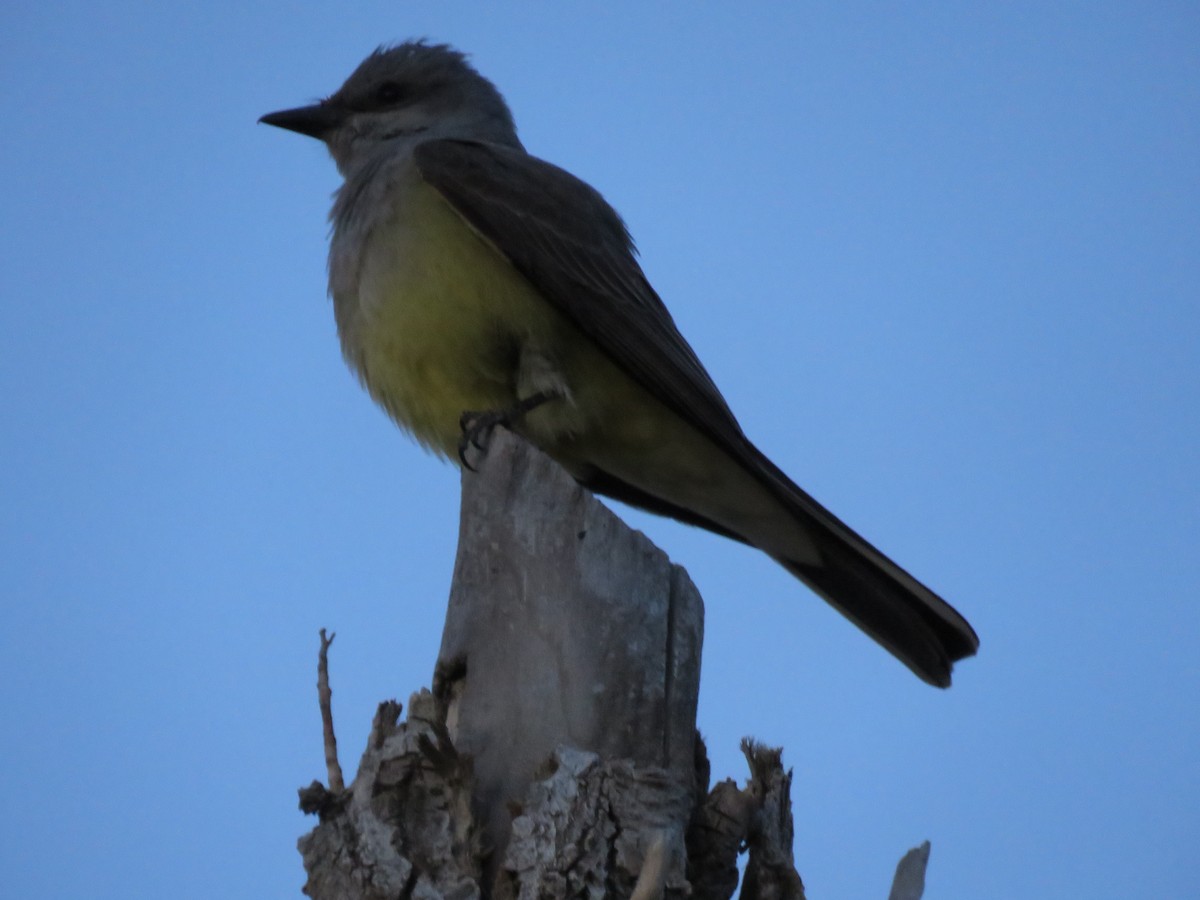 Western Kingbird - ML588366041