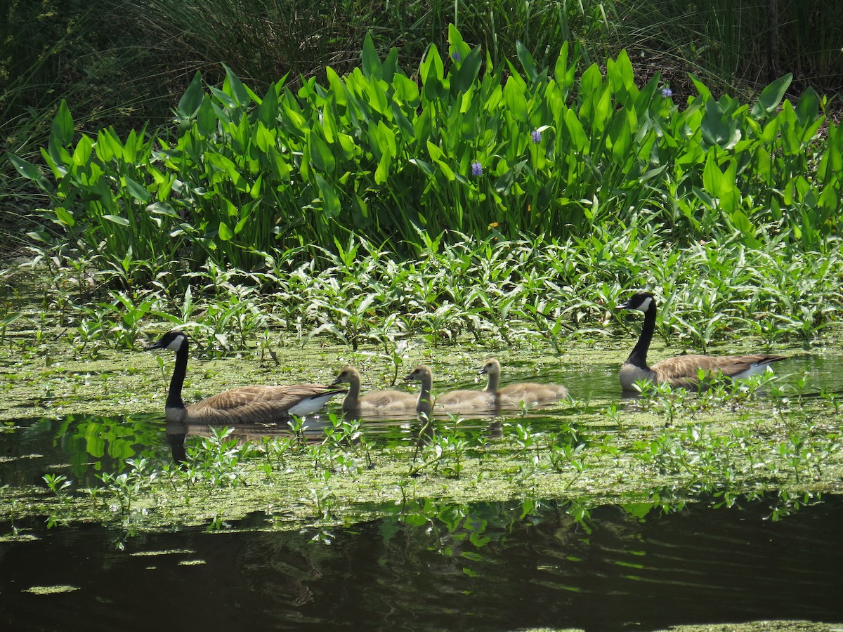 Canada Goose - ML58836611