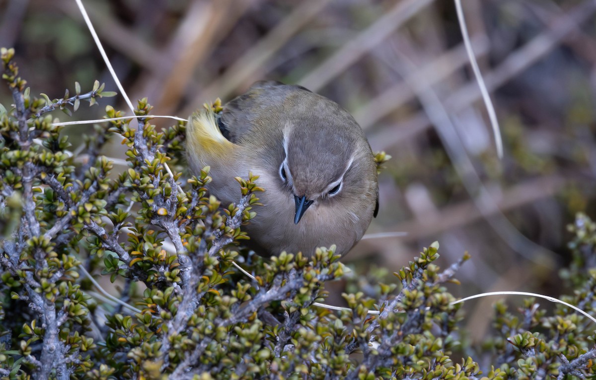 South Island Wren - ML588366251