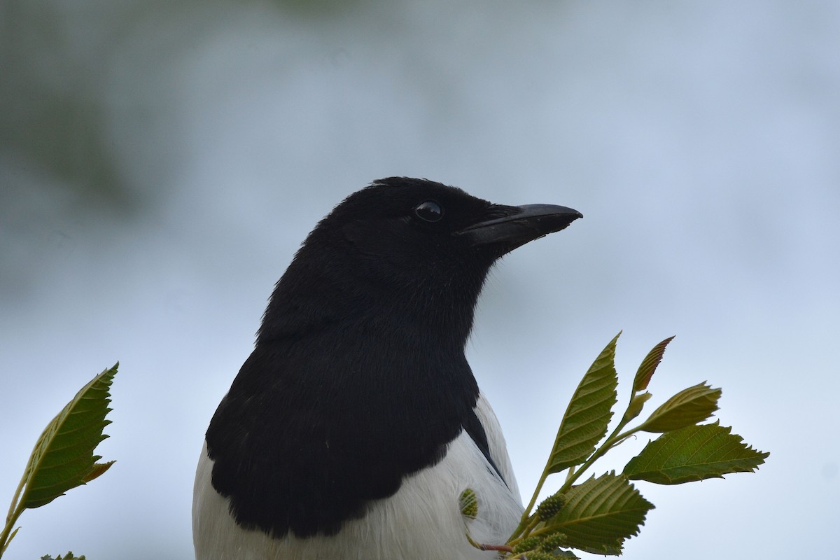 Black-billed Magpie - ML588366901