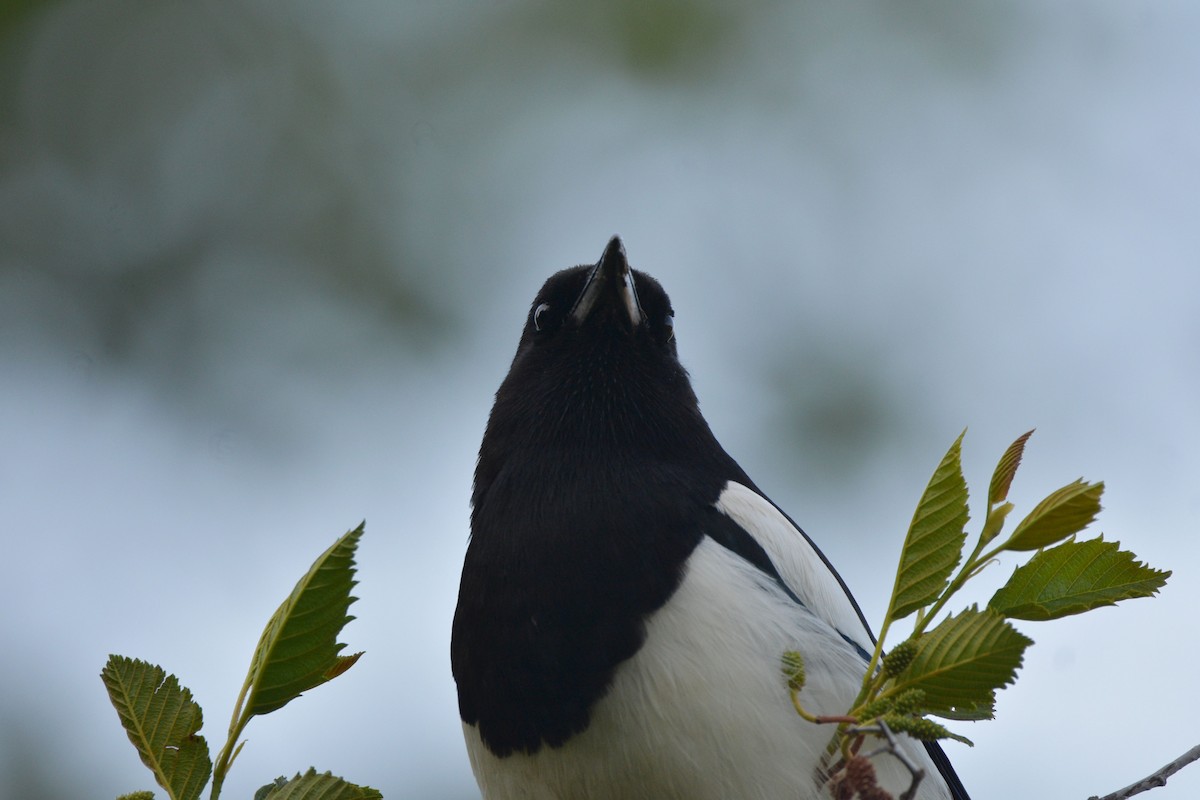 Black-billed Magpie - ML588366911