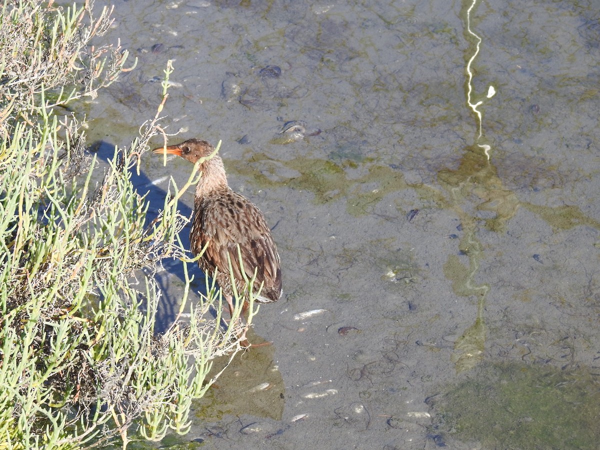 Ridgway's Rail - ML58836761