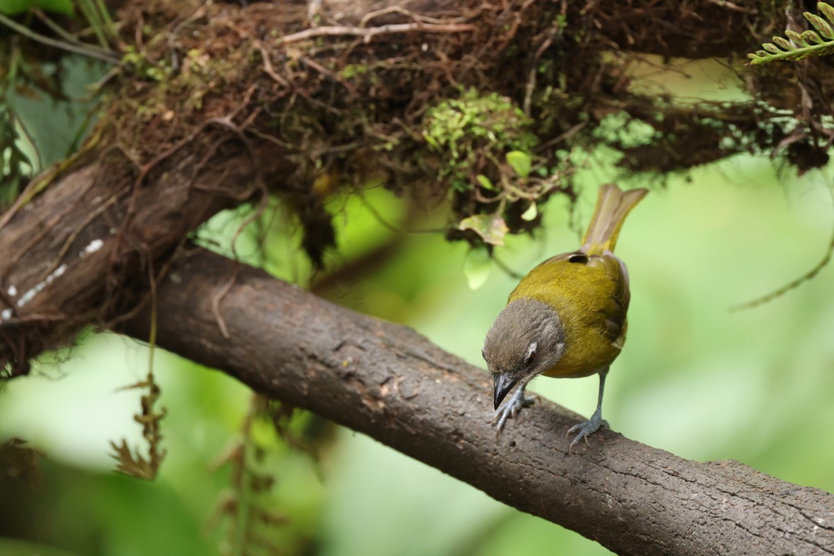 Common Chlorospingus - Jaden Salett