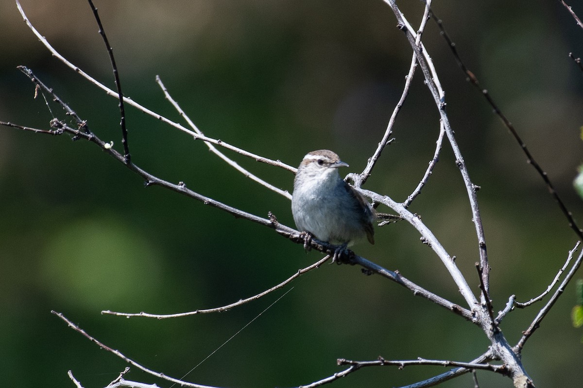 Bewick's Wren - ML588368681