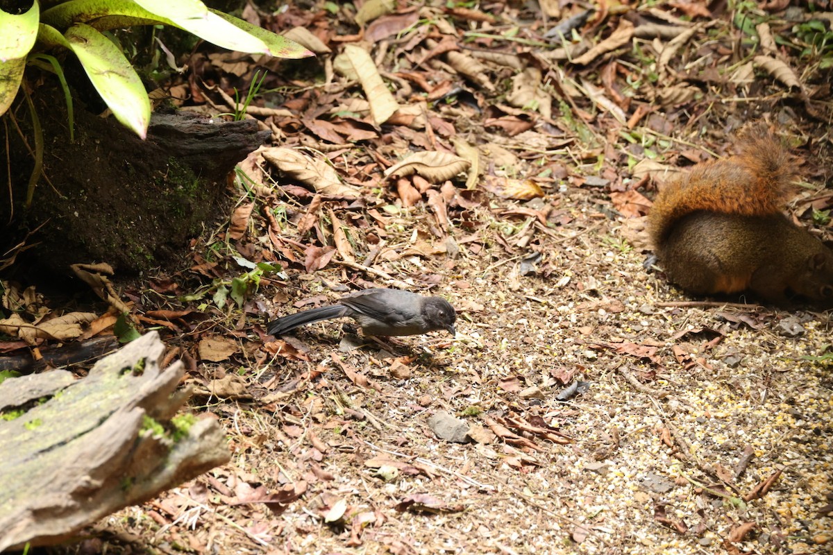 Yellow-thighed Brushfinch - ML588368951