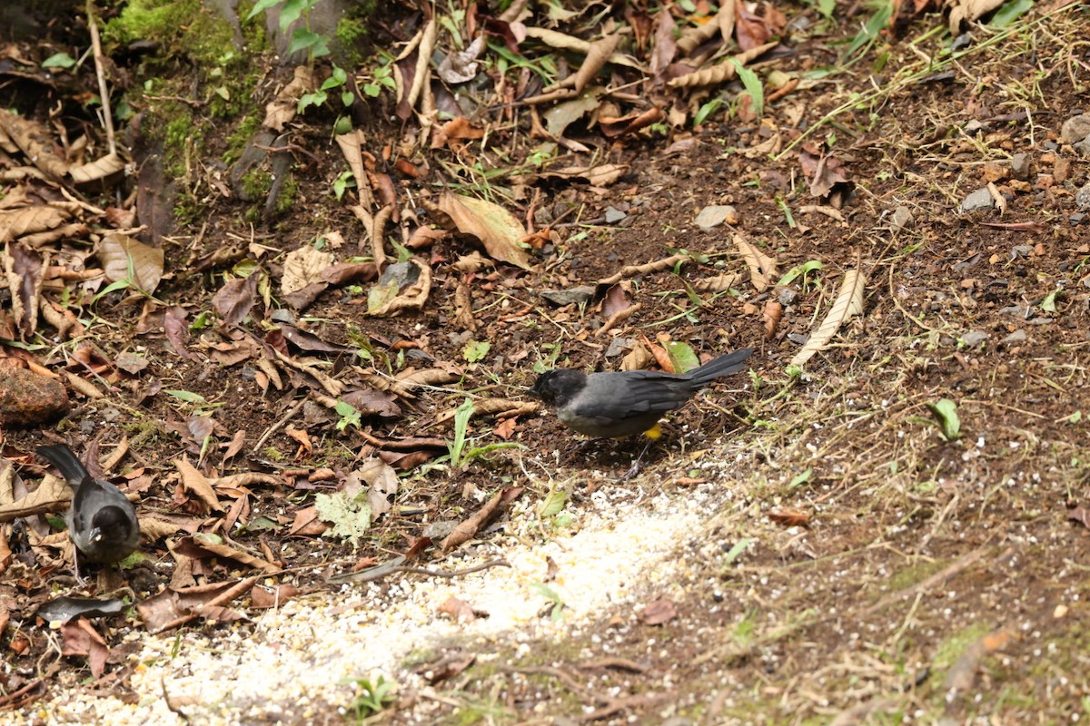 Yellow-thighed Brushfinch - ML588368991