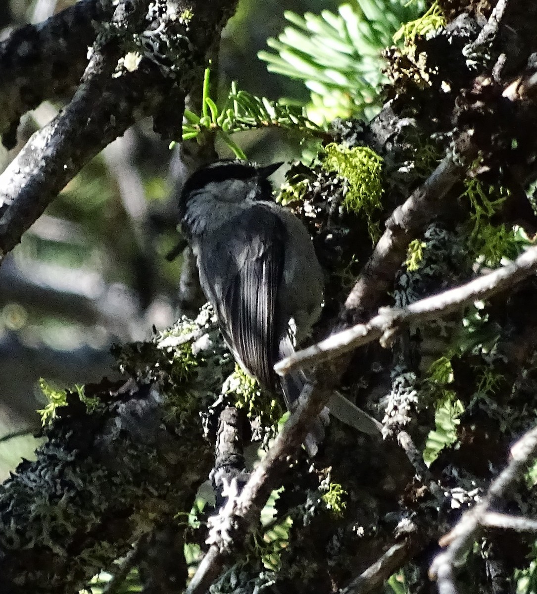 Mountain Chickadee - ML588370131