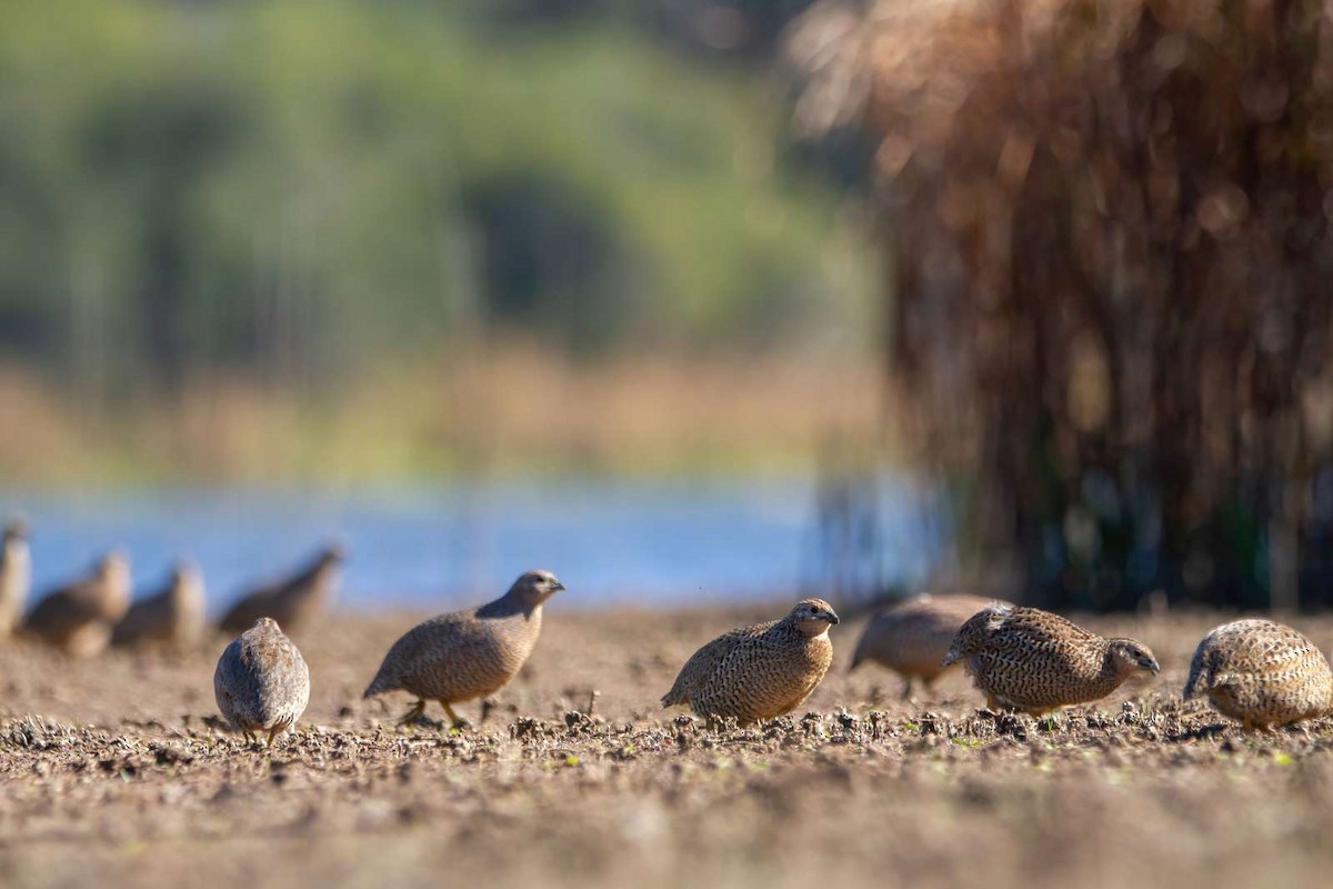 Brown Quail - ML588370221