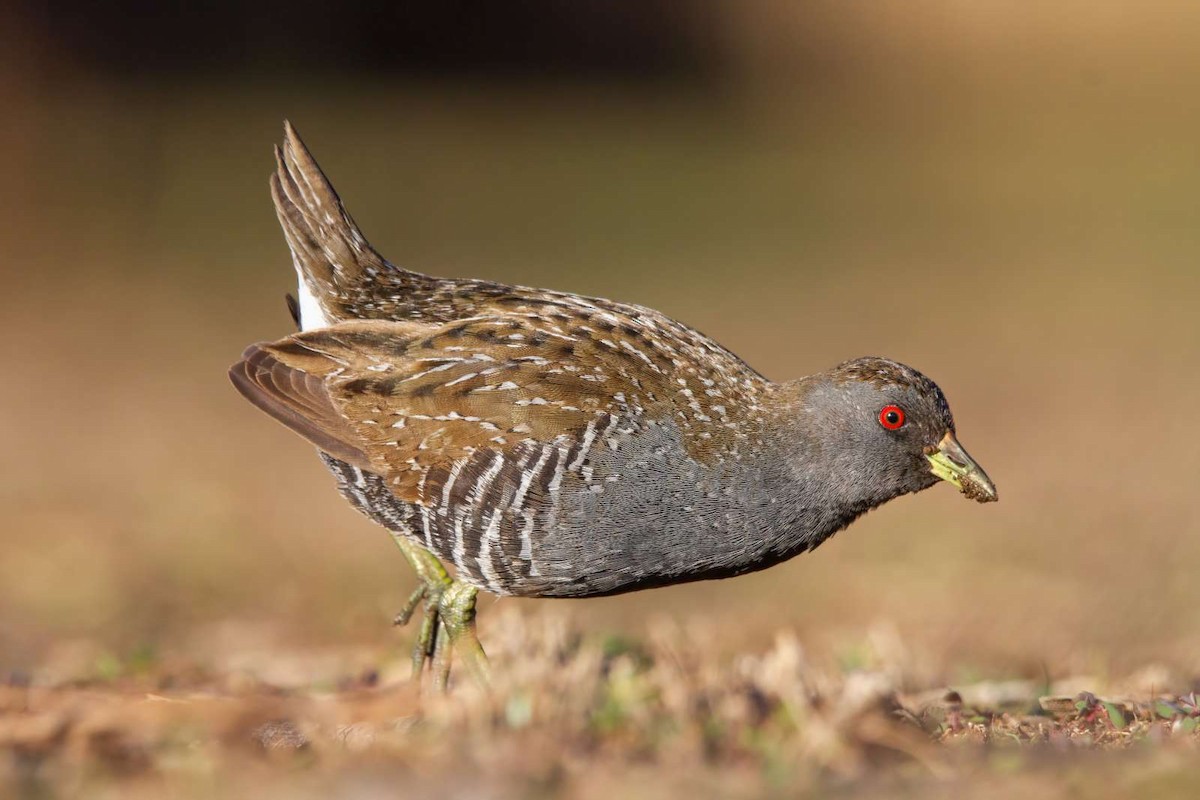 Australian Crake - ML588370391