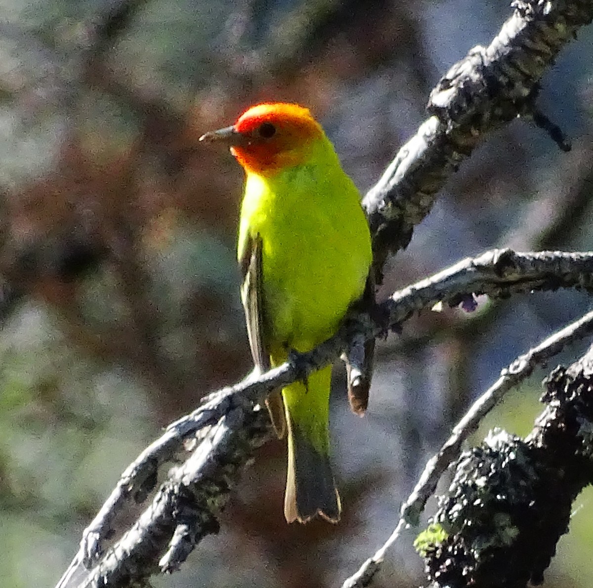 Piranga à tête rouge - ML588370471