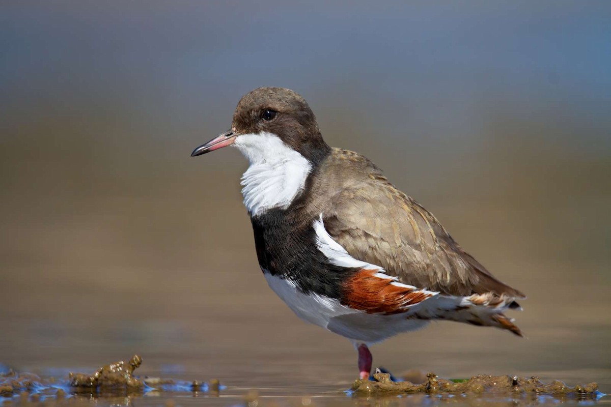 Red-kneed Dotterel - ML588370611