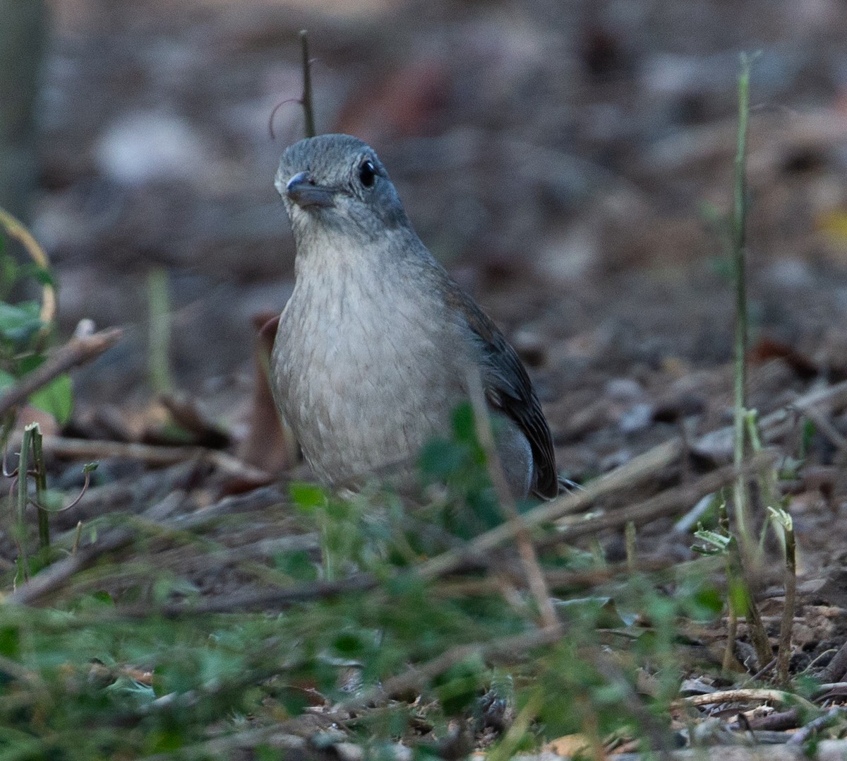 Gray Shrikethrush - ML588372241