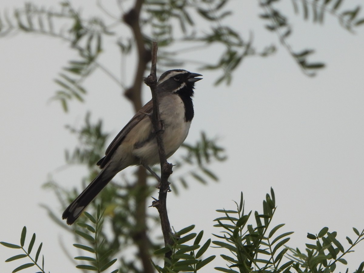 Black-throated Sparrow - ML588372651