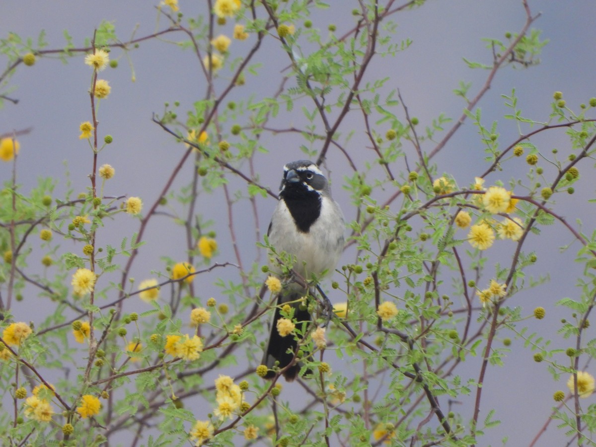 Black-throated Sparrow - ML588372731