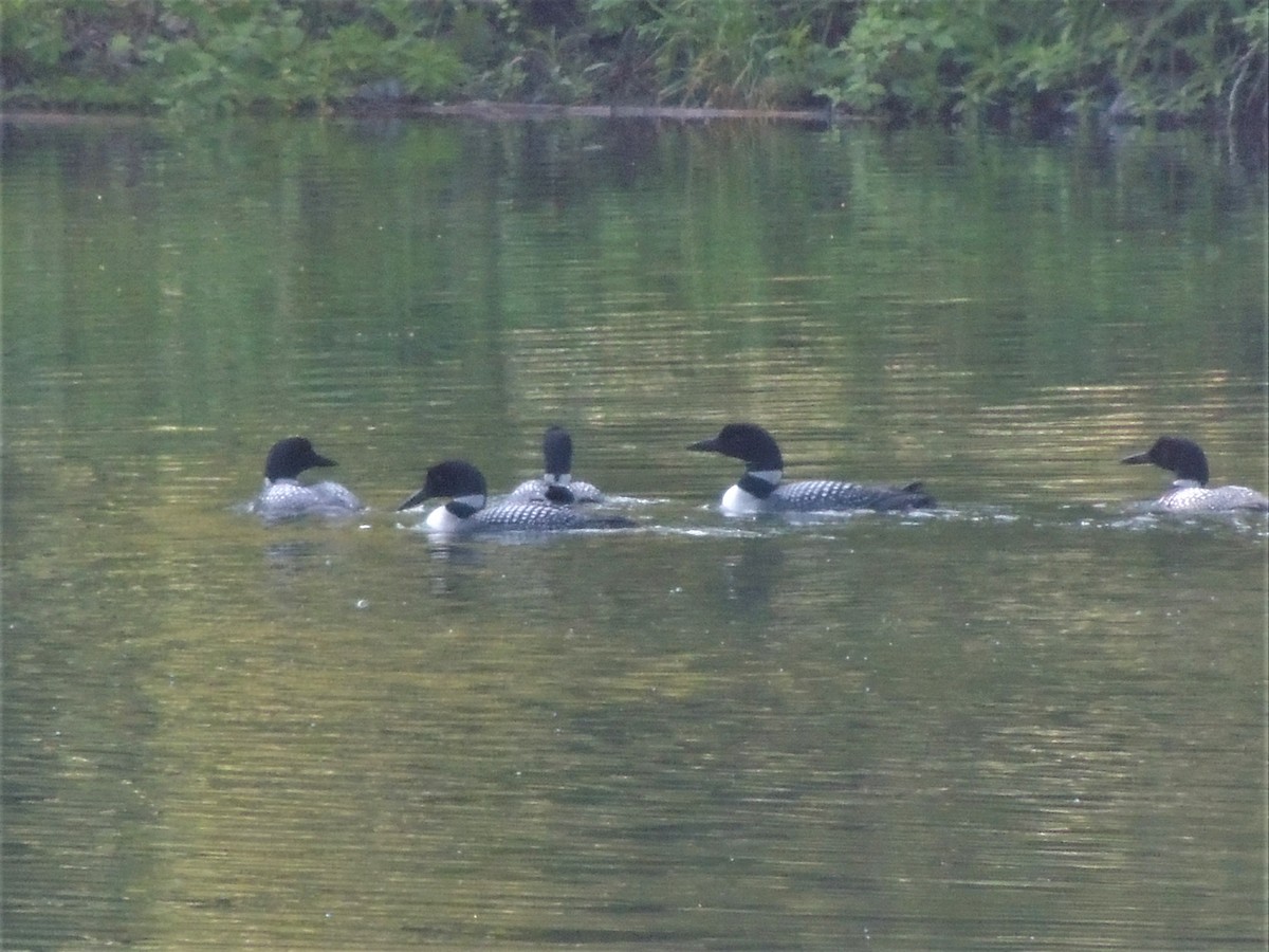 Common Loon - ML588373091