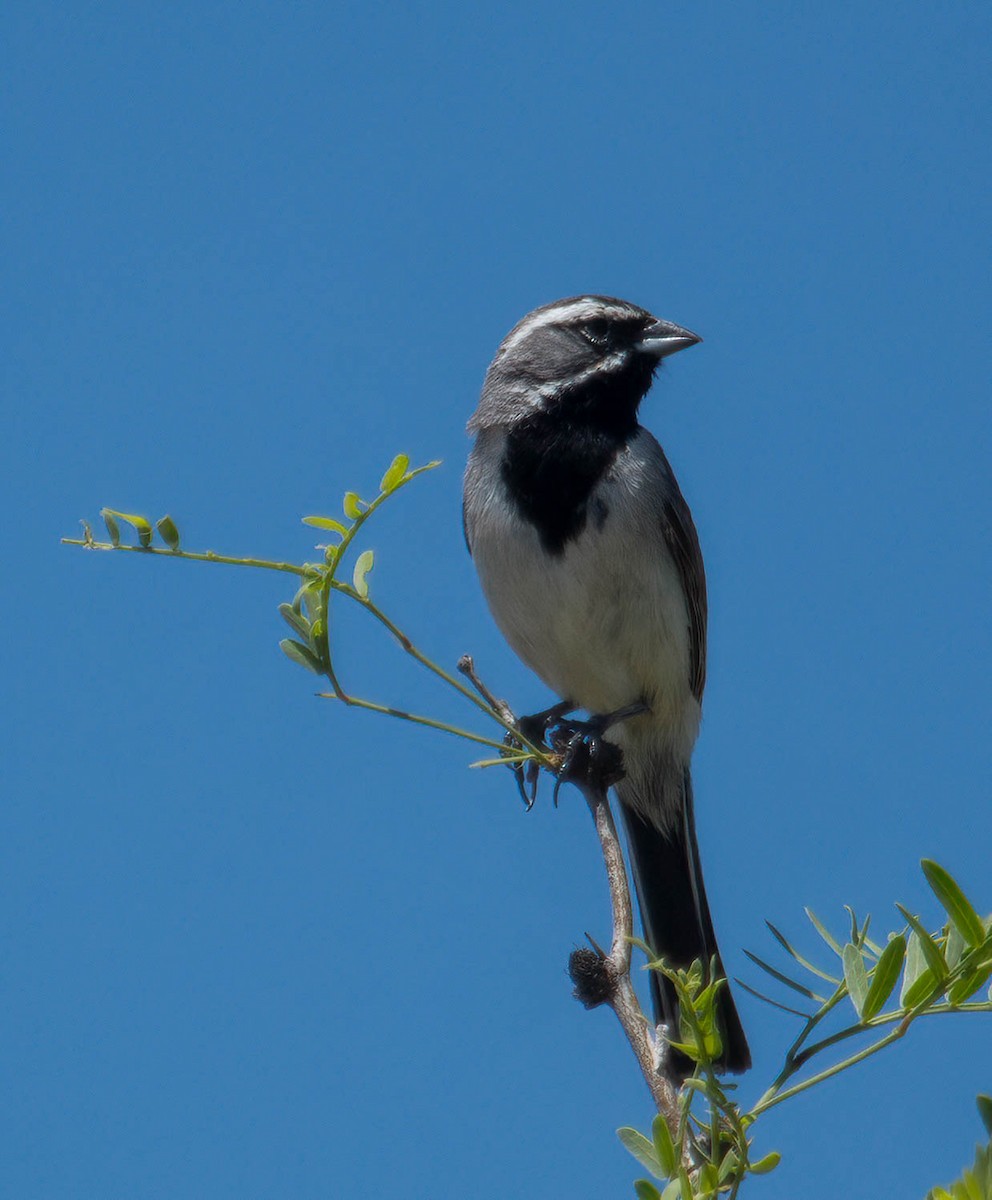 Black-throated Sparrow - ML588373501
