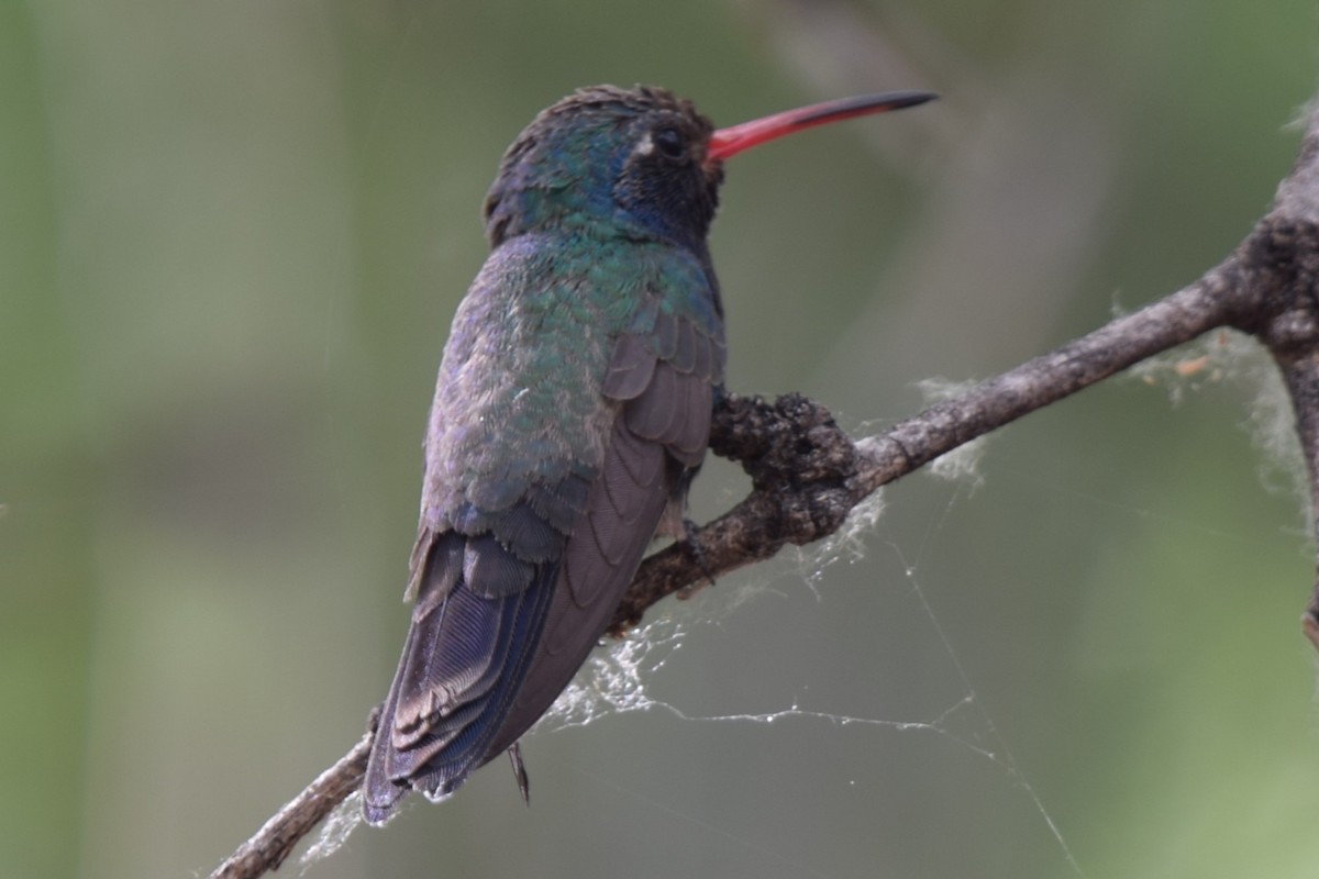 Broad-billed Hummingbird - ML588374001