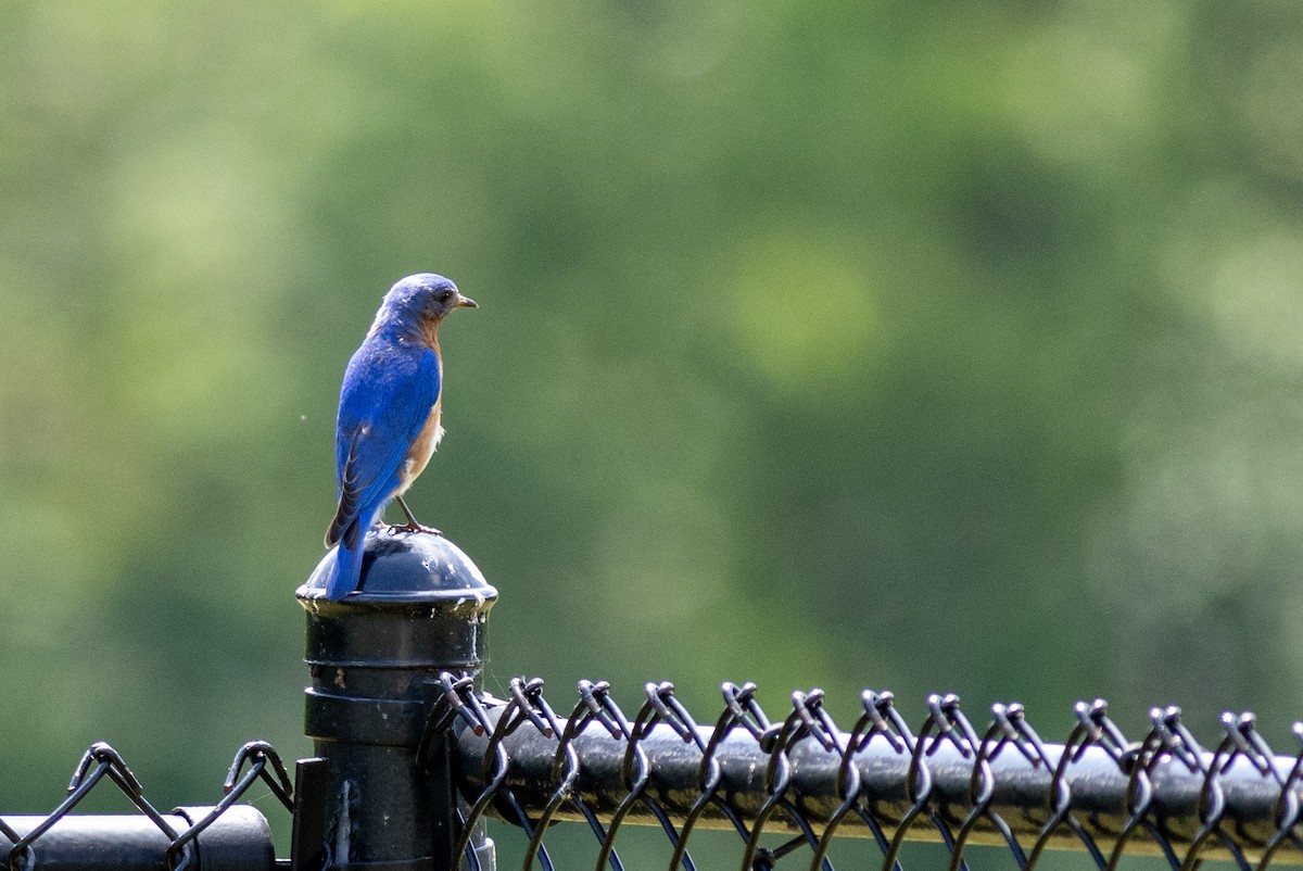 Eastern Bluebird - ML588374311