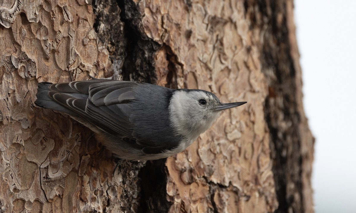 White-breasted Nuthatch - ML588375451