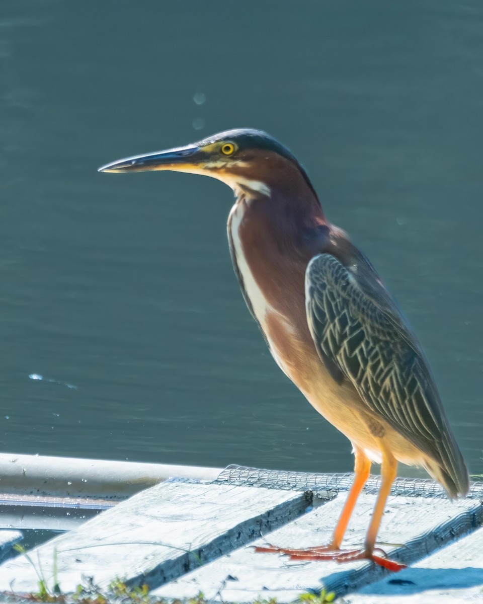 Green Heron - ML588376631