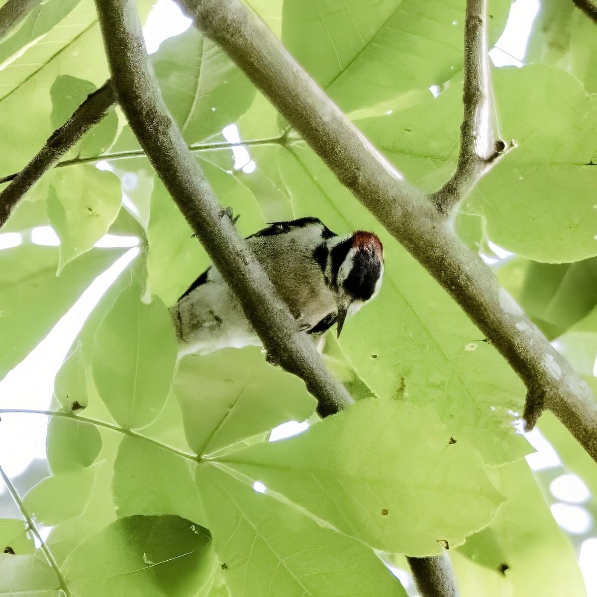 Hairy Woodpecker - ML588376751