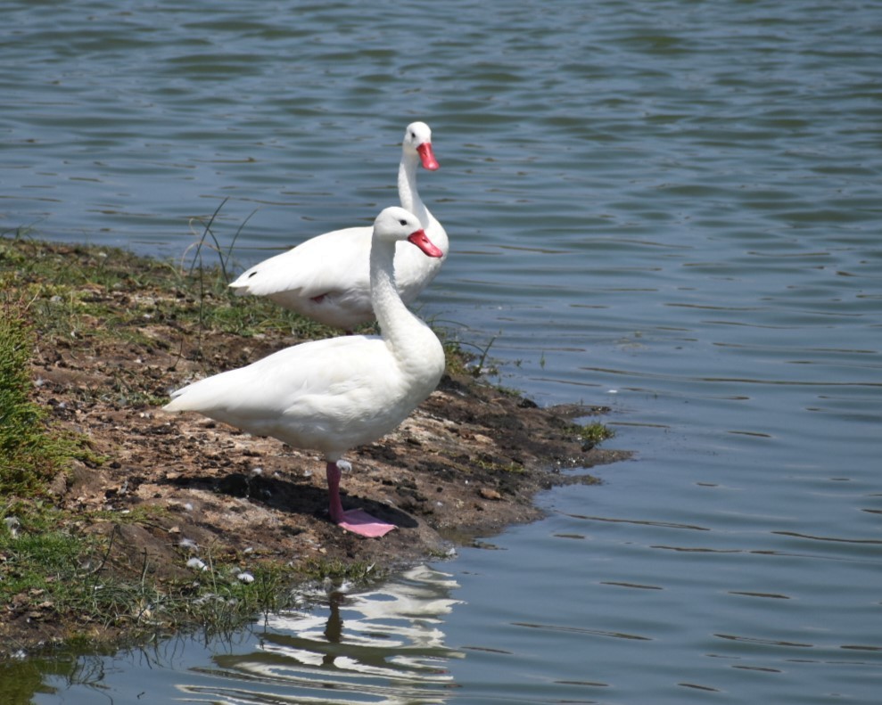 Cisne Coscoroba - ML588376781