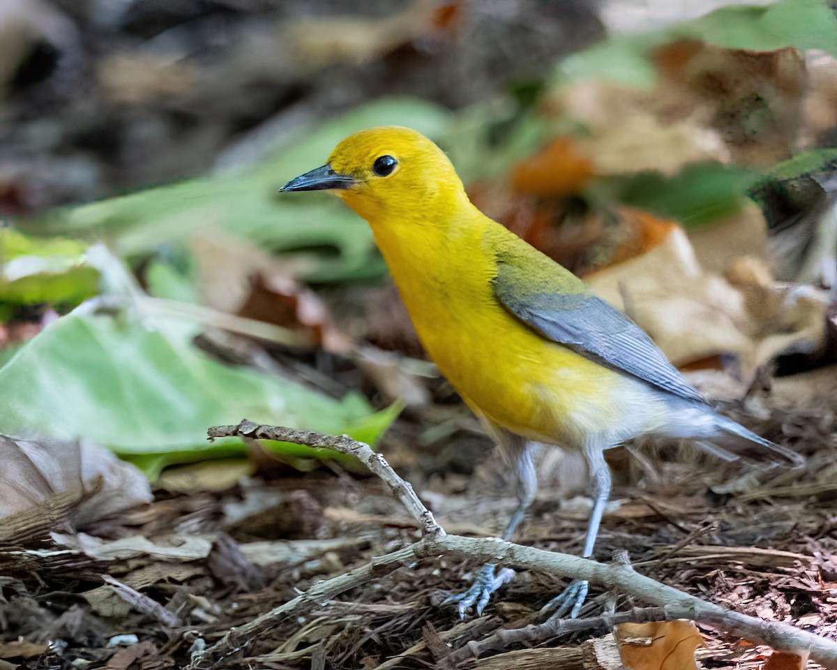 Prothonotary Warbler - ML588377101