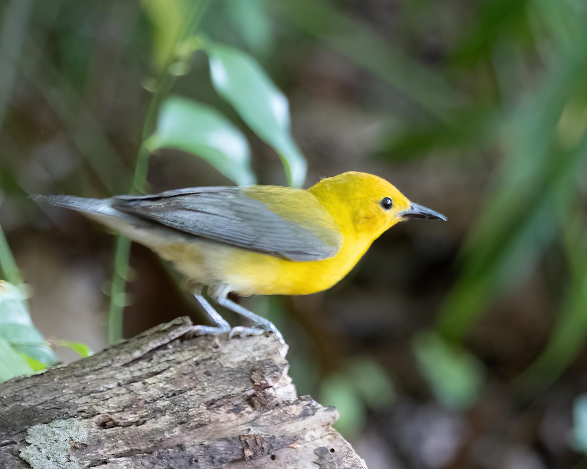 Prothonotary Warbler - ML588377111