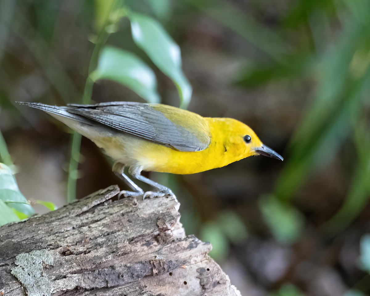Prothonotary Warbler - ML588377131