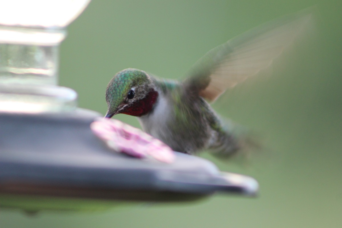 Broad-tailed Hummingbird - Hilary Turner