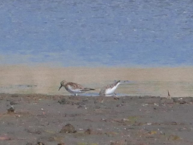 White-rumped Sandpiper - ML58837771