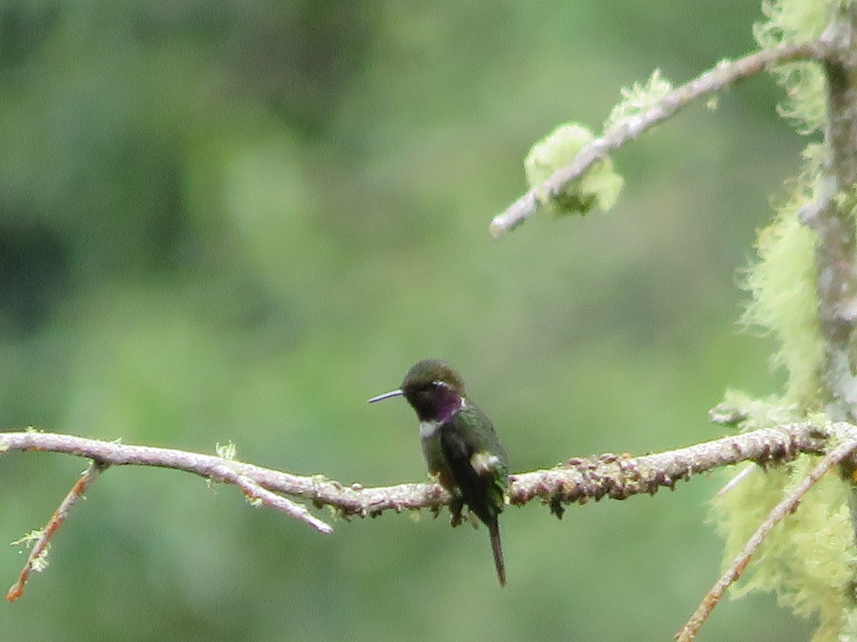 Purple-throated Woodstar - Hernán Fernández Remicio