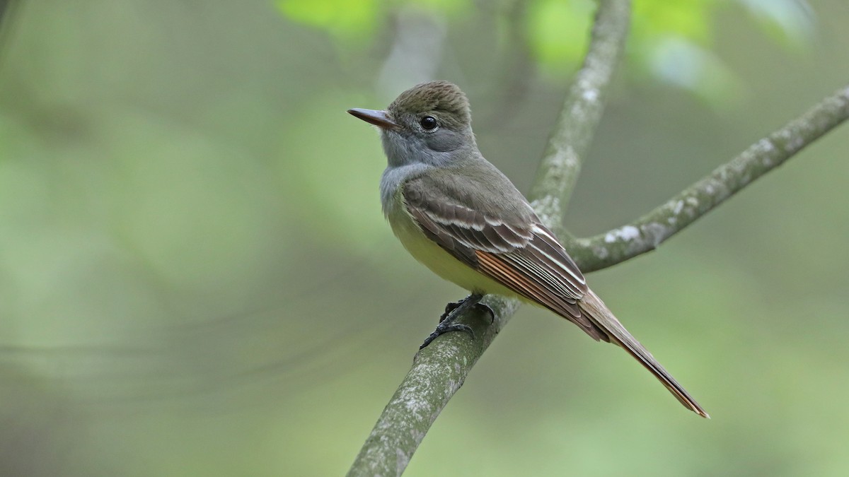 Great Crested Flycatcher - Daniel Jauvin