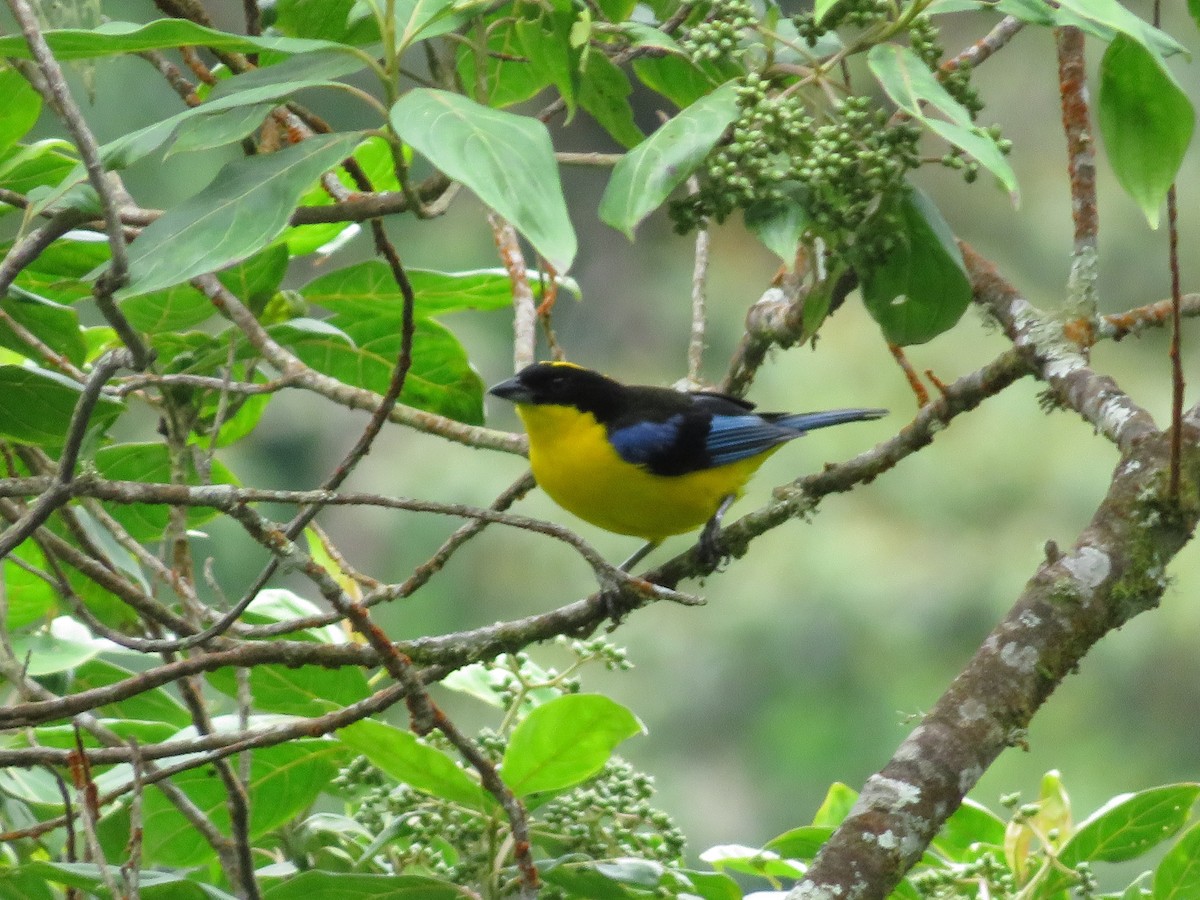 Blue-winged Mountain Tanager - ML588379681