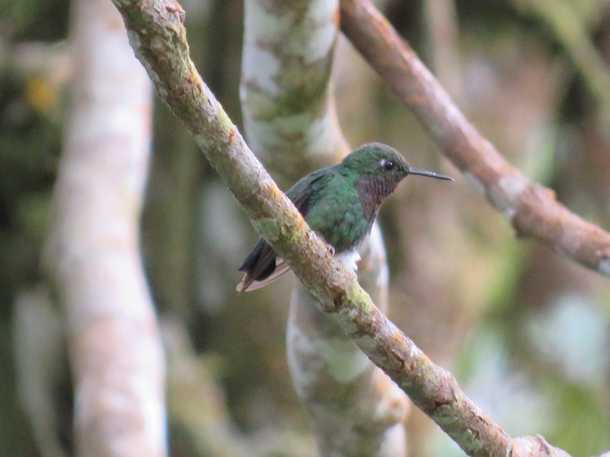 Colibrí Turmalina - ML588380391