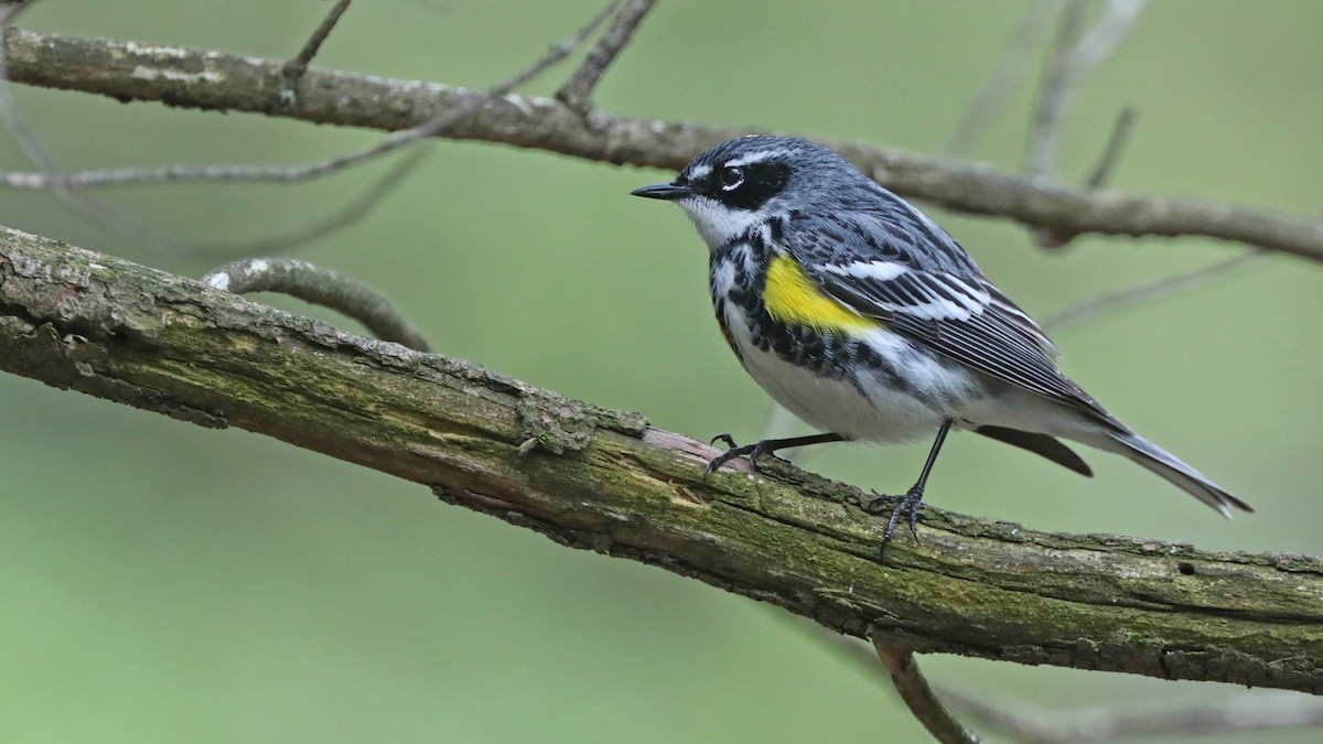 Yellow-rumped Warbler - ML58838061