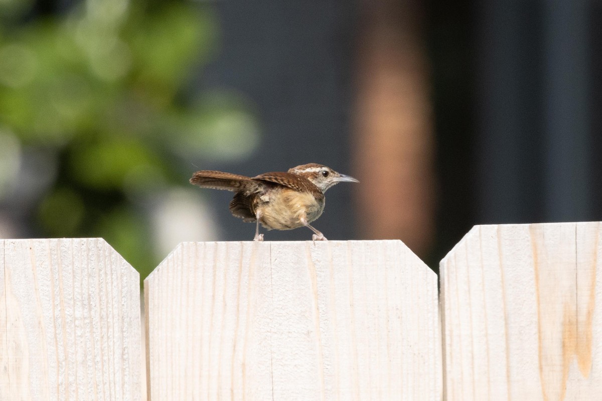 Carolina Wren - ML588381141