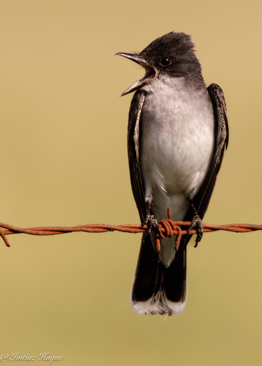 Eastern Kingbird - ML588381181