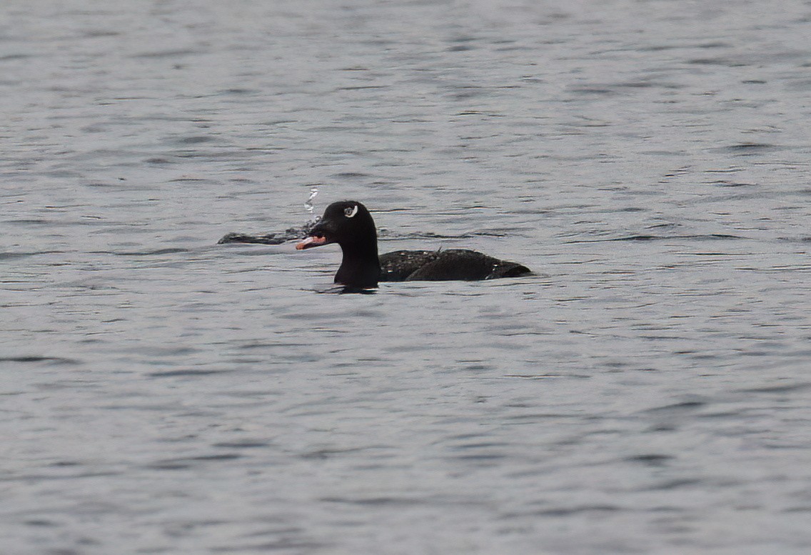 White-winged Scoter - ML588381221