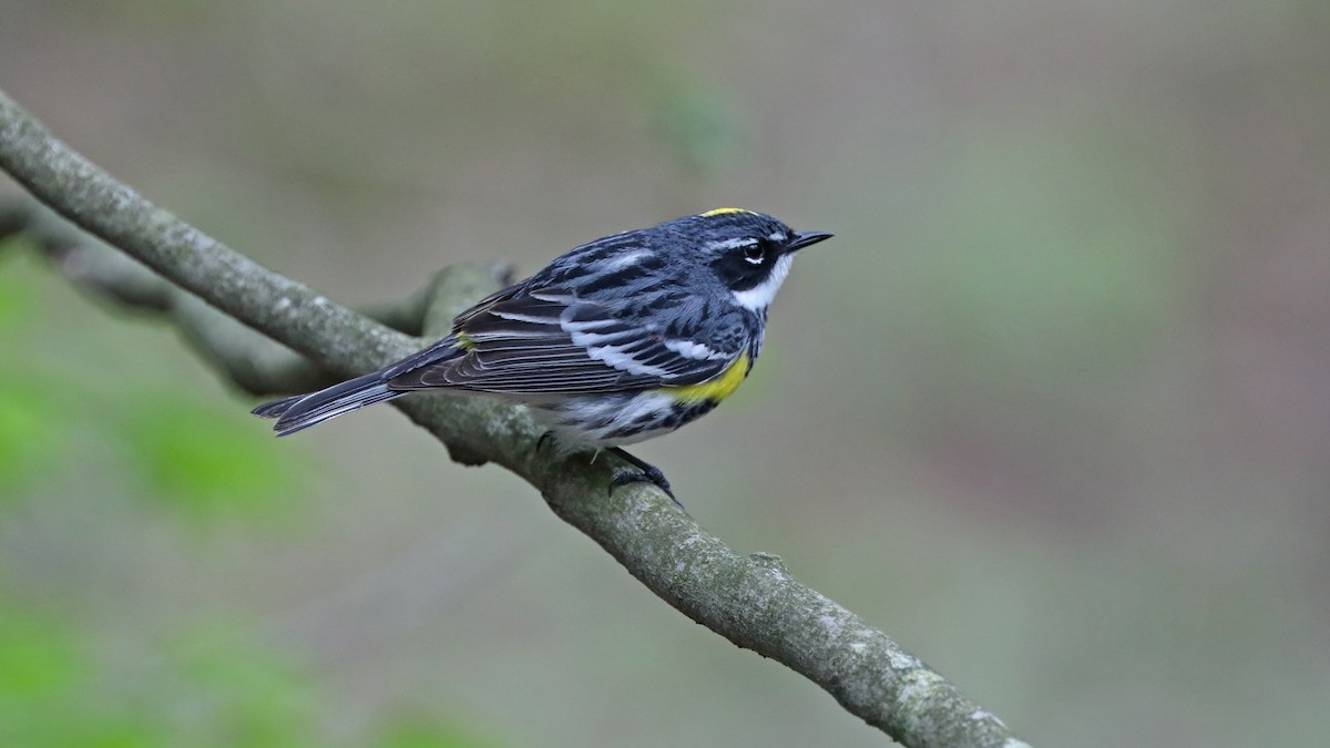 Yellow-rumped Warbler - ML58838161