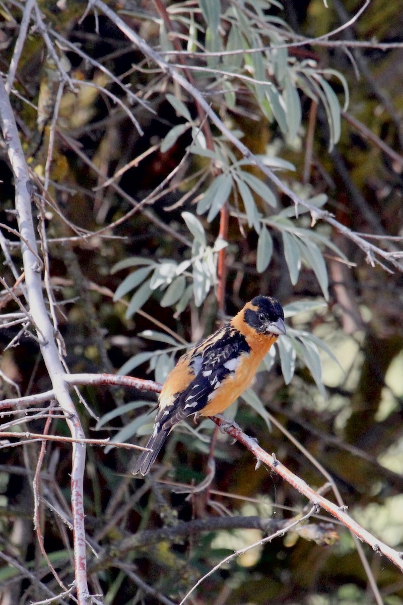 Black-headed Grosbeak - ML588381991