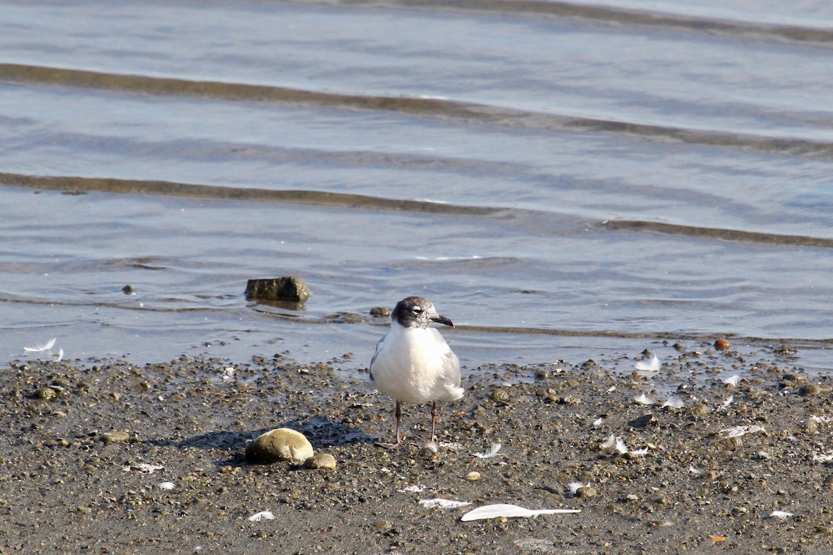 Franklin's Gull - ML588382251