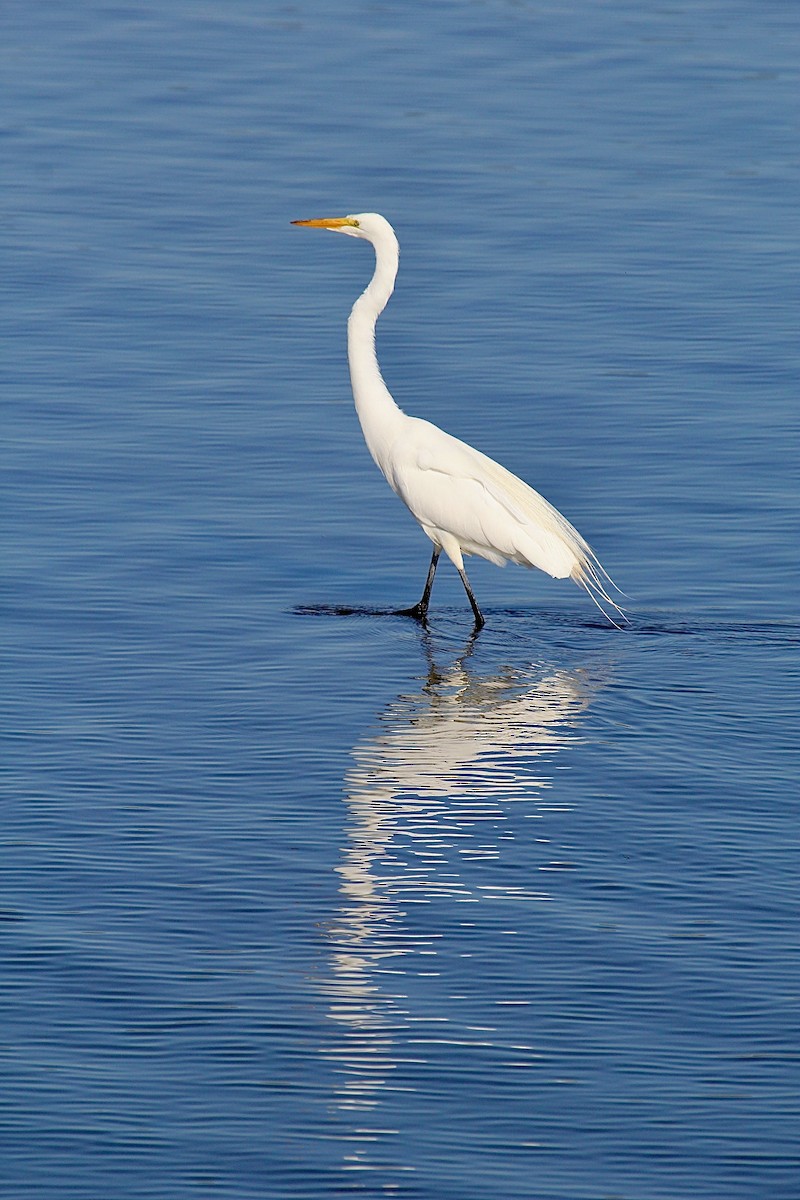 Great Egret - Jennifer Standish