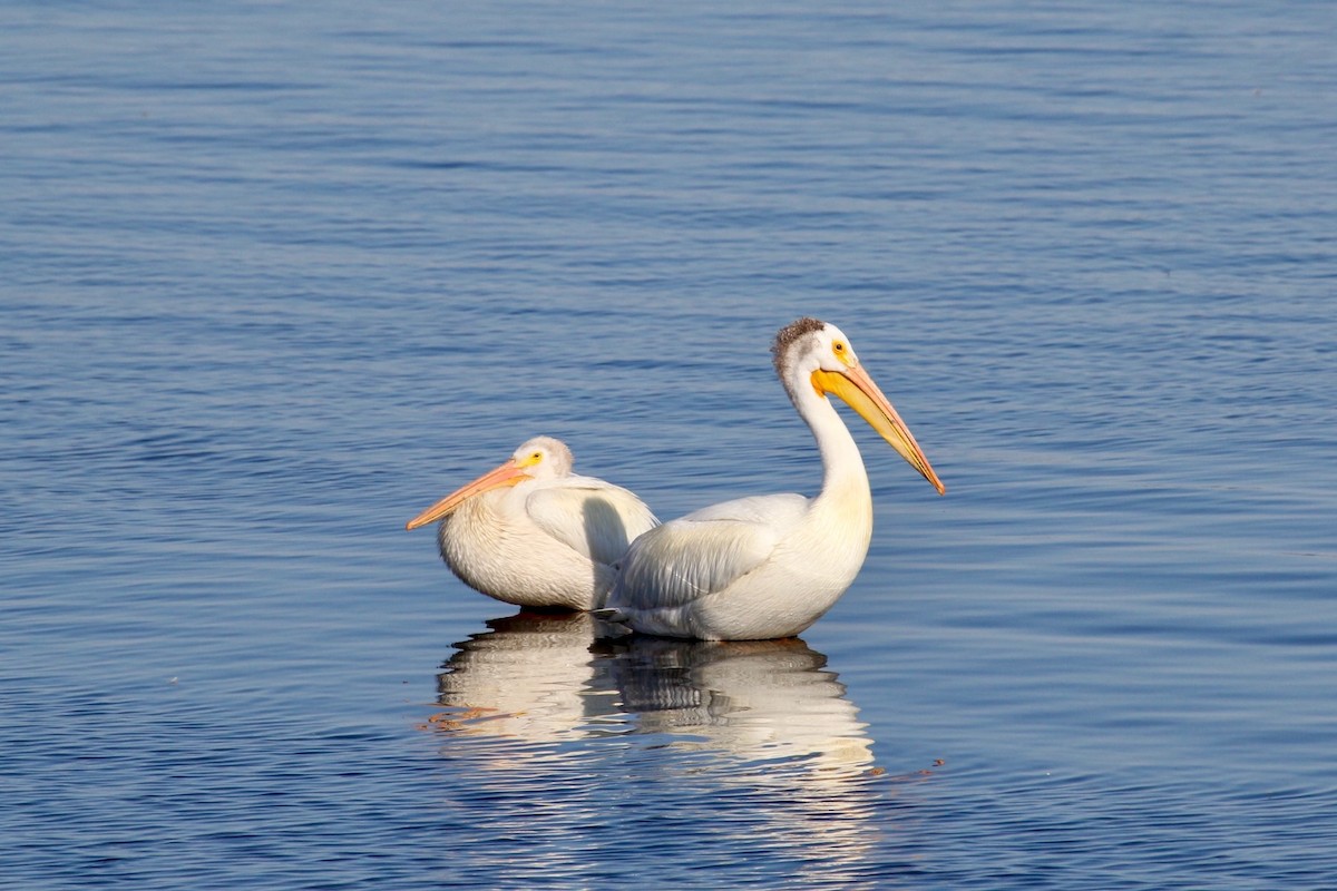 American White Pelican - ML588382441