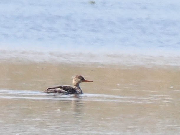 Red-breasted Merganser - Scott Tuthill