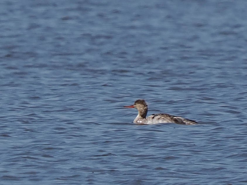 Red-breasted Merganser - ML588382751