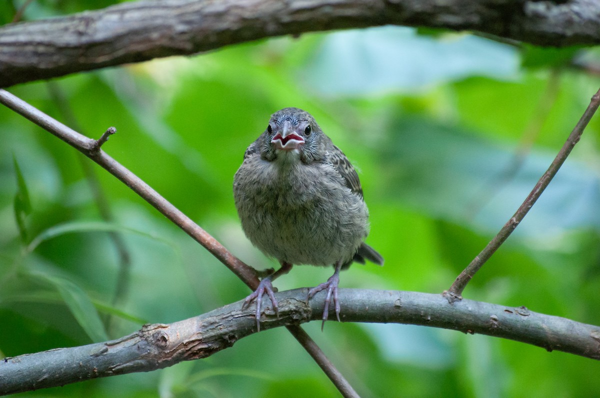 Brown-headed Cowbird - ML588382791