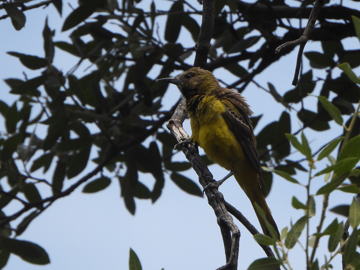 Oriole jaune-verdâtre - ML588382931