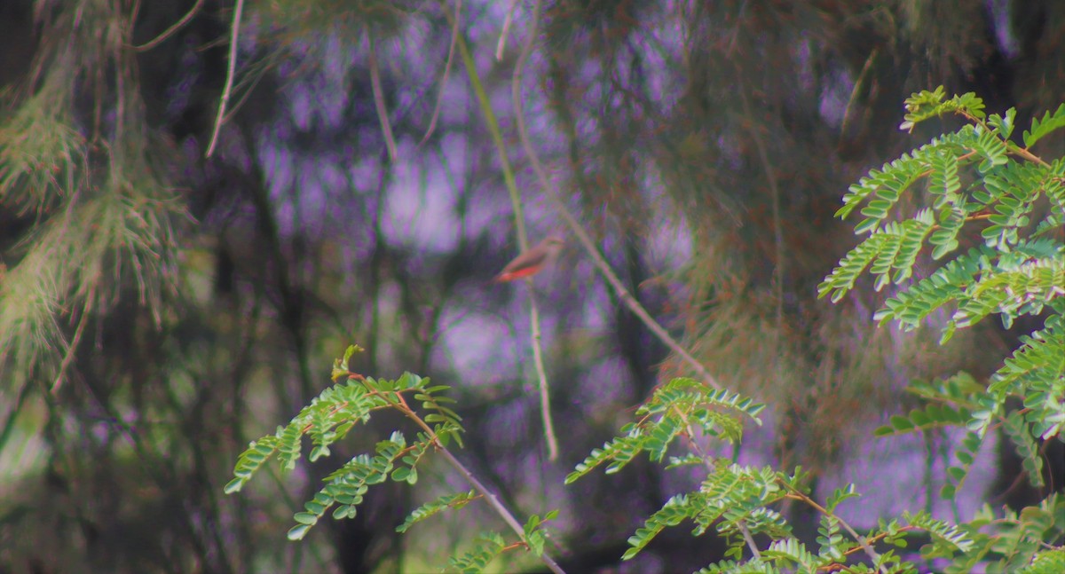 Vermilion Flycatcher - José Panta Calderón